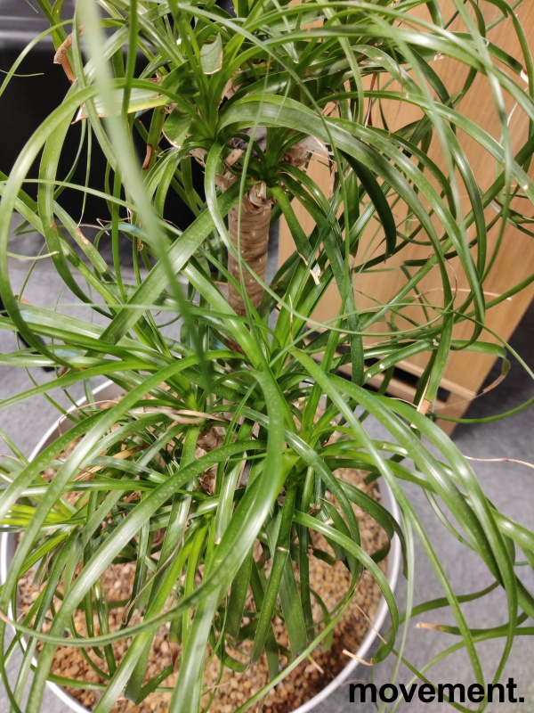 Solgt!Grønn plante, Elefantfot, - 2 / 2