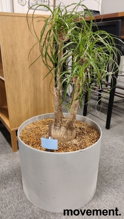Solgt!Grønn plante, Elefantfot, - 1 / 2