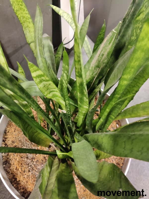 Solgt!Grønn plante, Bajonettpalme i - 2 / 3