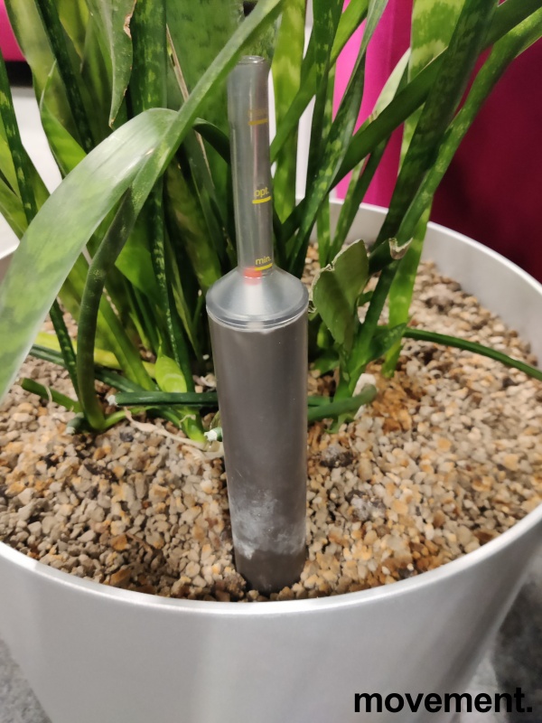 Solgt!Grønn plante, Bajonettpalme i - 3 / 3