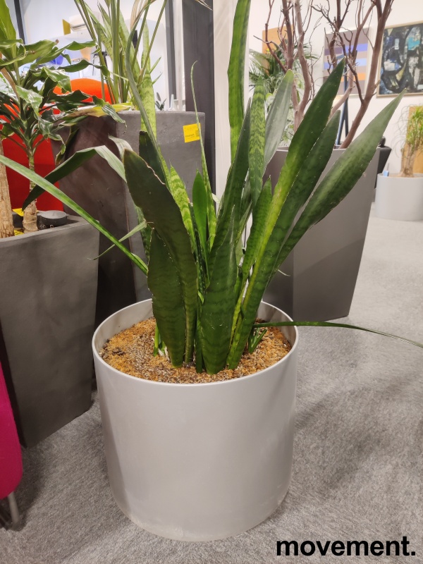 Solgt!Grønn plante, Bajonettpalme i - 1 / 3