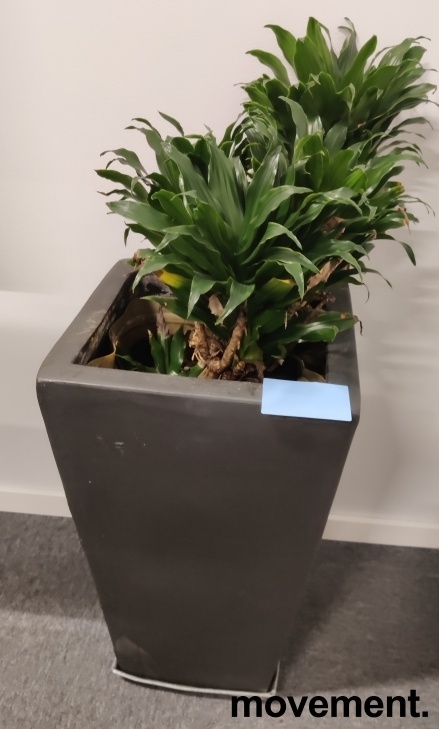 Grønn plante, Duftdracena Fragrans - 1 / 2