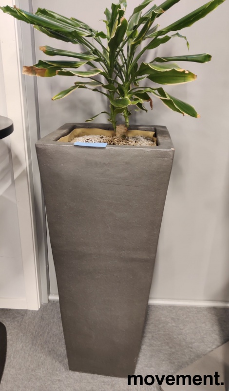 Solgt!Grønn plante, Yuccapalme i potte, - 1 / 2