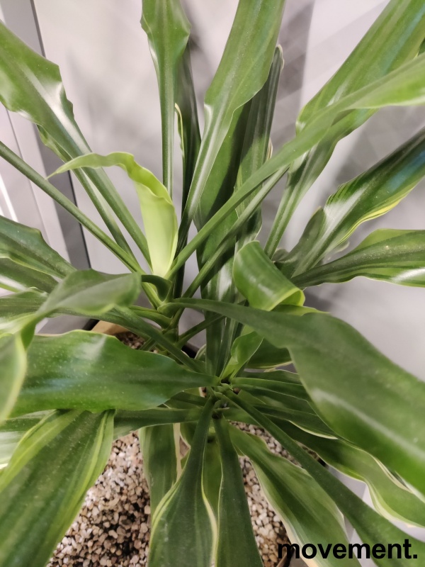 Solgt!Grønn plante, Yuccapalme i potte, - 2 / 2