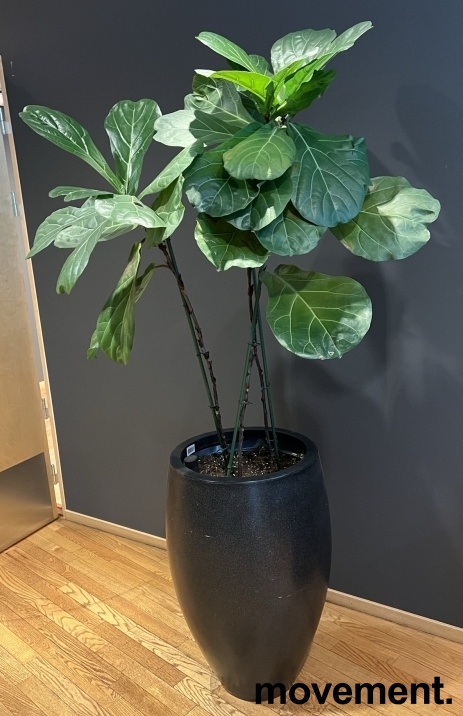Solgt!Grønn plante, Fiolinfiken i