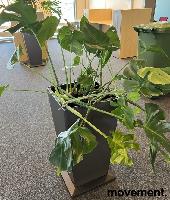 Solgt!Grønn Monstera i selvvannende potte - 2 / 2