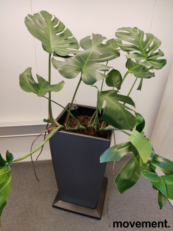 Solgt!Grønn Monstera i selvvannende potte - 1 / 2
