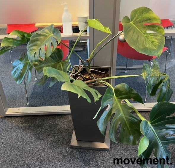 Solgt!Grønn Monstera i selvvannende