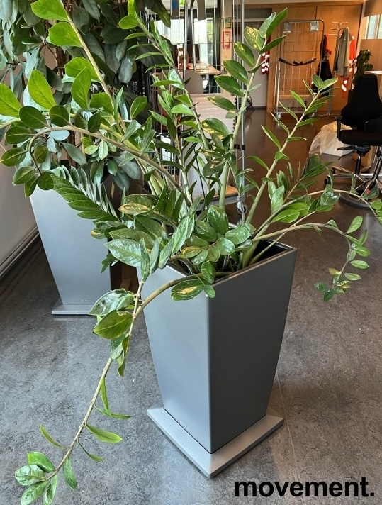 Solgt!Grønn plante, Smaragdpalme i