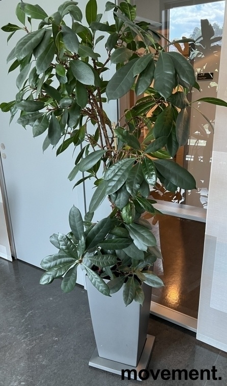 Solgt!Grønn plante, stor ficus