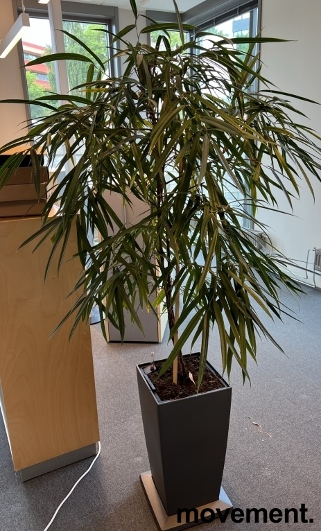 Solgt!Grønn plante, stor Ficus Alii i