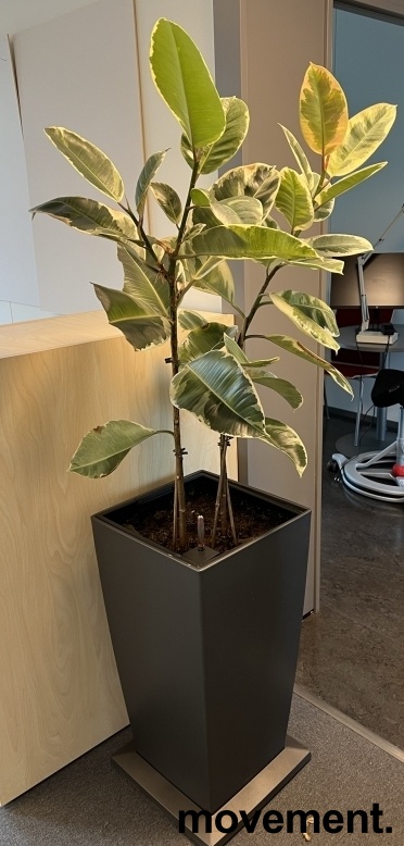 Solgt!Grønn plante, Gummifiken 'Tineke' i - 1 / 2