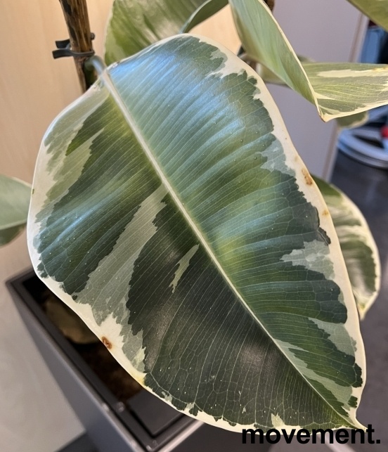 Solgt!Grønn plante, Gummifiken 'Tineke' i - 2 / 2
