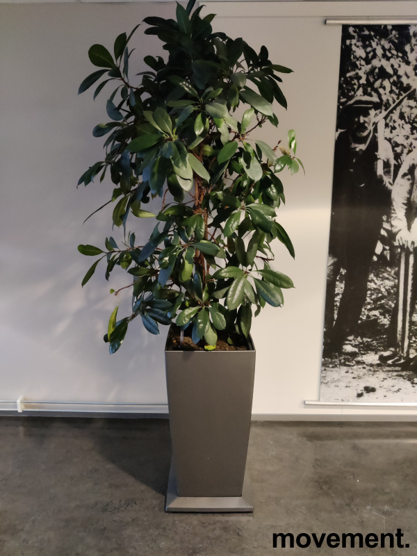 Solgt!Grønn plante, stor ficus - 1 / 2