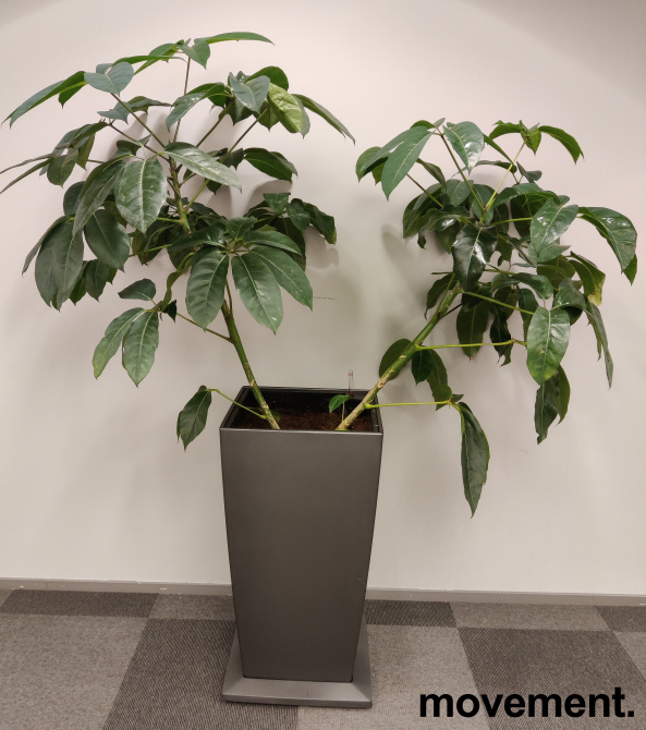Solgt!Grønn plante, stor ficus - 1 / 2