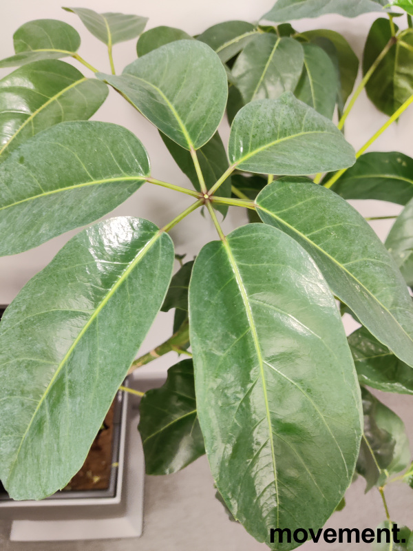 Solgt!Grønn plante, stor ficus - 2 / 2