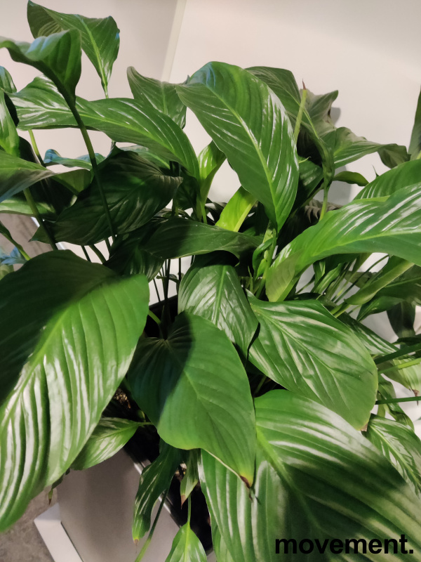 Solgt!Fredslilje/ Spathiphyllum,i - 2 / 2