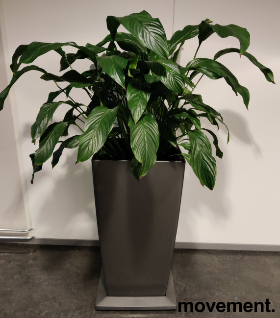 Solgt!Fredslilje/ Spathiphyllum,i - 1 / 2