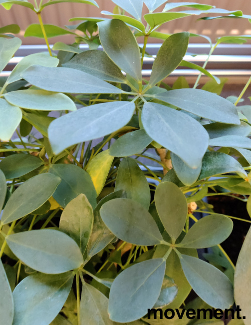 Solgt!Grønn plante, Schefflera/Paraplytre - 2 / 2