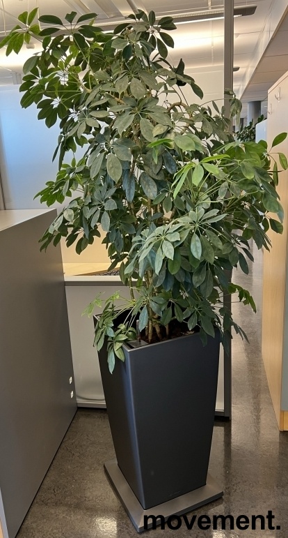 Solgt!Grønn plante, Schefflera/Paraplytre - 1 / 2