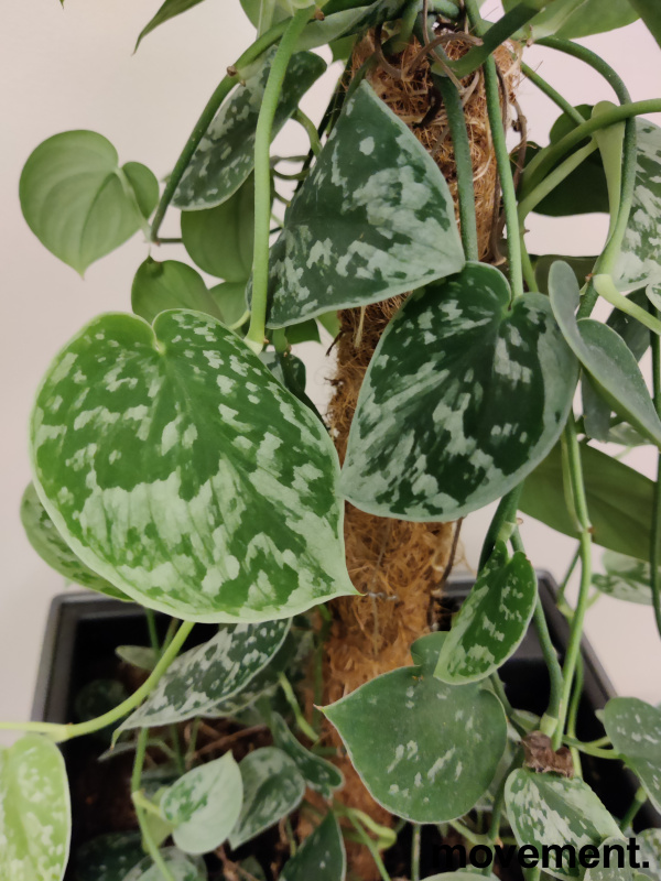 Solgt!Grønn plante, Sølvranke i - 2 / 2