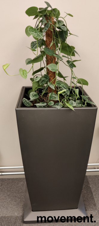 Solgt!Grønn plante, Sølvranke i - 1 / 2