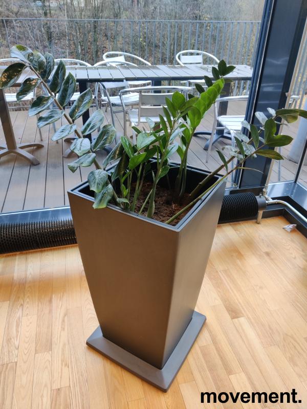 Solgt!Grønn plante, Smaragdpalme i