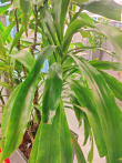 Solgt!Grønn plante, Yuccapalme i - 3 / 3