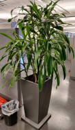 Solgt!Grønn plante, Yuccapalme i - 2 / 3
