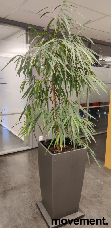 Solgt!Grønn plante, stor Ficus Alii i - 2 / 3