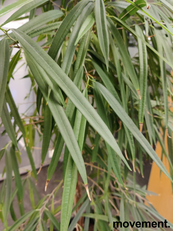 Solgt!Grønn plante, stor Ficus Alii i - 3 / 3