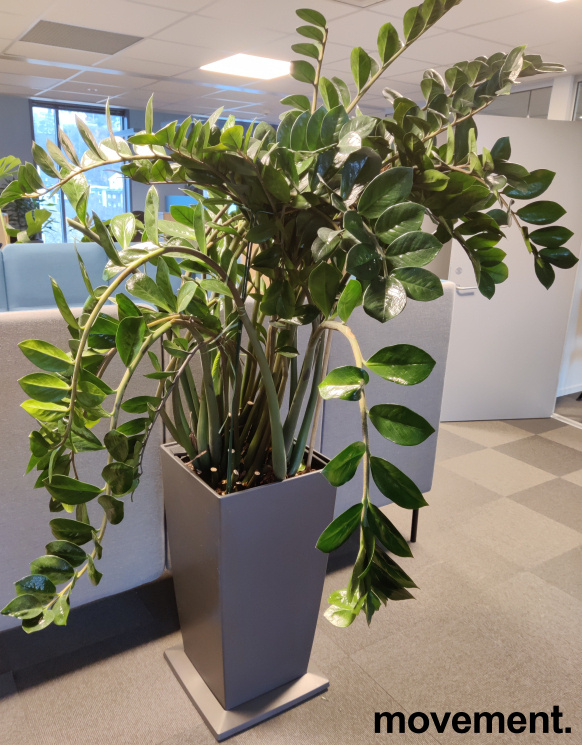 Solgt!Grønn plante, Smaragdpalme i - 2 / 2
