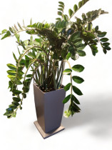 Grønn plante, Smaragdpalme i selvannende potte med hjul, høyde ca 200cm