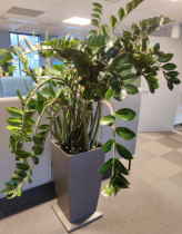 Grønn plante, Smaragdpalme i selvannende potte med hjul, høyde ca 200cm
