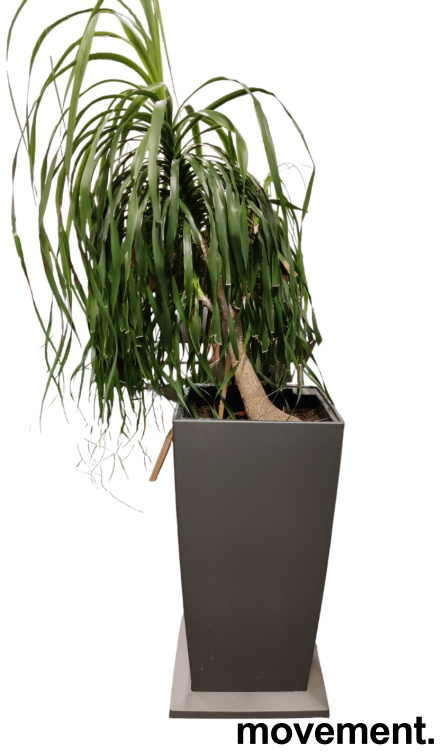 Solgt!Grønn plante, Elefantfot i