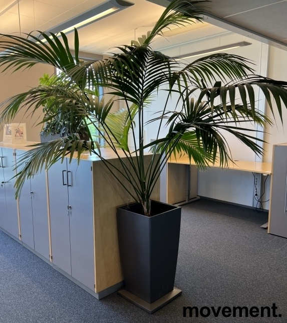 Solgt!Grønn plante, stor Kentiapalme i - 3 / 3