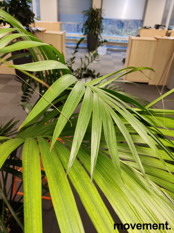 Solgt!Grønn plante, stor Kentiapalme i - 2 / 3