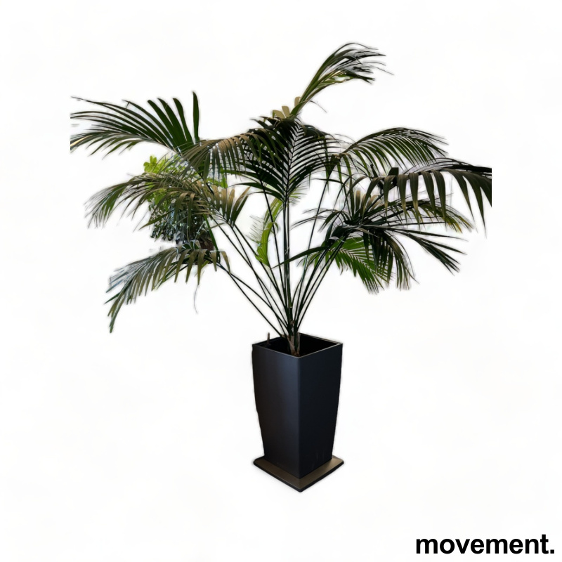 Solgt!Grønn plante, stor Kentiapalme i - 1 / 3