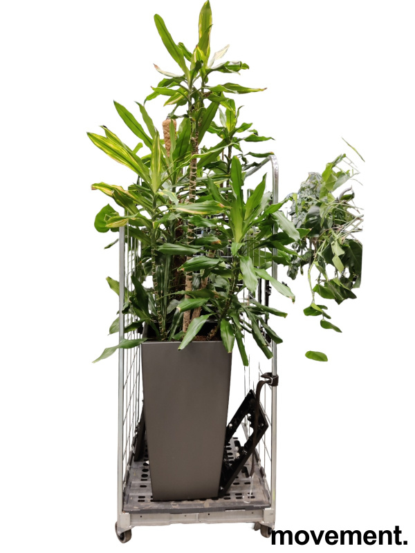 Solgt!Grønn plante, Dracaena i  potte med - 1 / 4