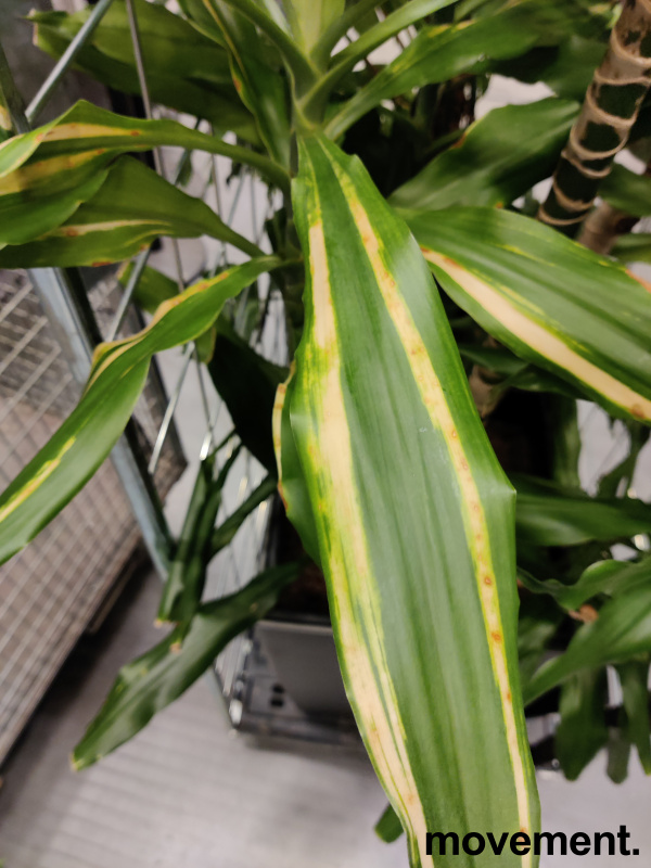 Solgt!Grønn plante, Dracaena i  potte med - 3 / 4