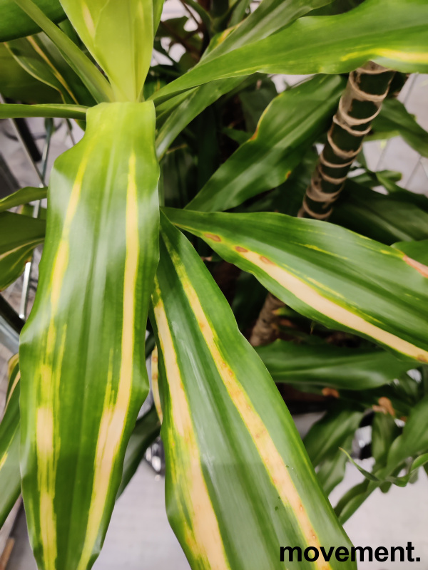 Solgt!Grønn plante, Dracaena i  potte med - 4 / 4