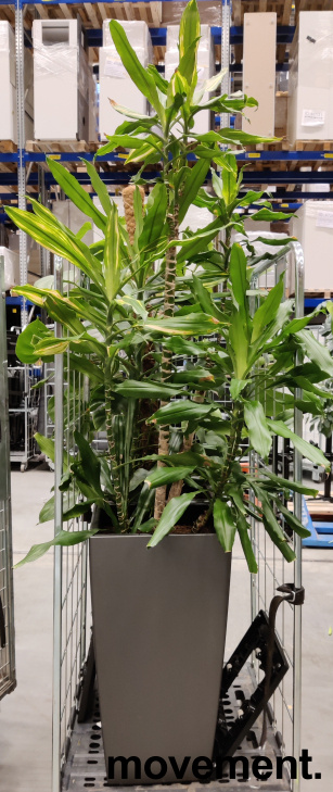 Solgt!Grønn plante, Dracaena i  potte med - 2 / 4