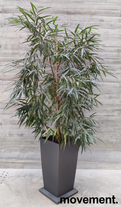 Solgt!Grønn plante, stor Ficus Alii i - 1 / 2