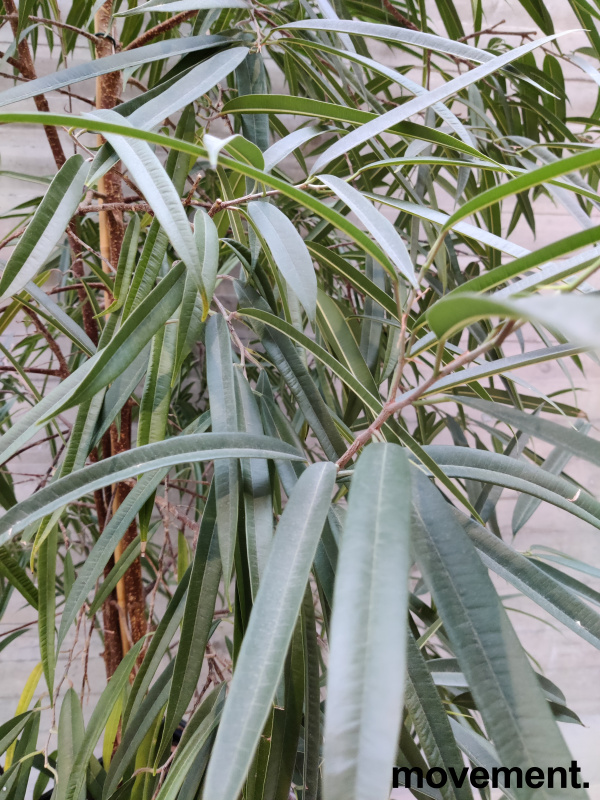 Solgt!Grønn plante, stor Ficus Alii i - 2 / 2