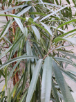 Grønn plante, stor Ficus Alii i - 2 / 2