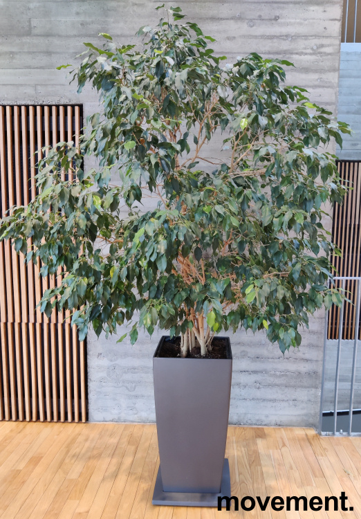 Solgt!Grønn plante, stor Ficus Benjamina/ - 1 / 2