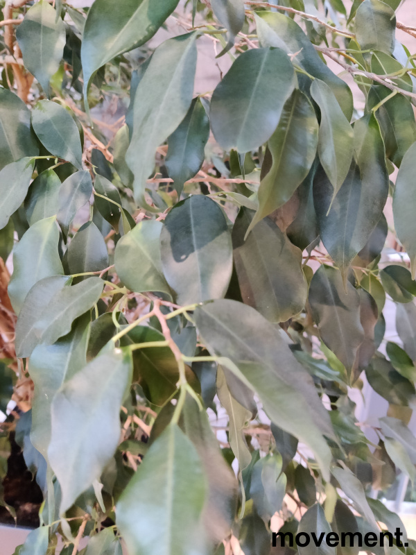 Solgt!Grønn plante, stor Ficus Benjamina/ - 2 / 2