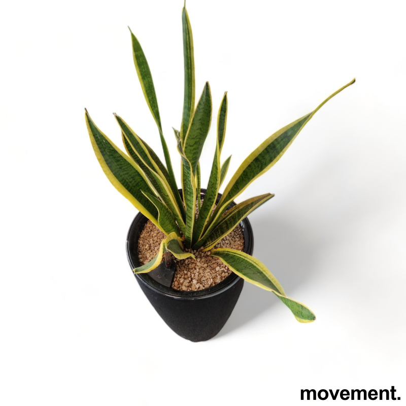 Solgt!Grønn plante, Sansevieria - 2 / 3