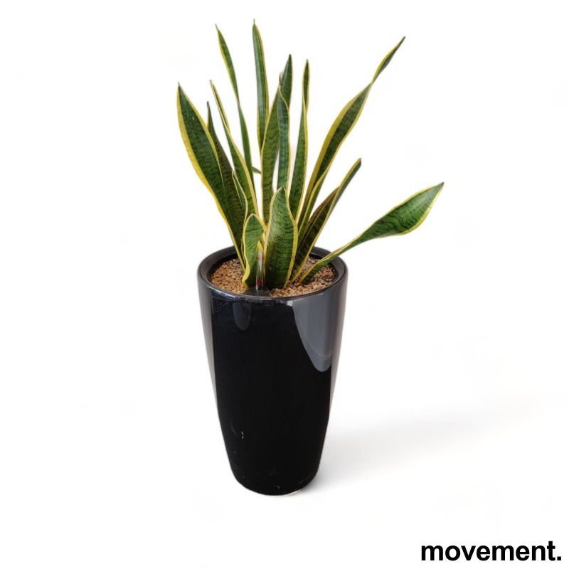 Solgt!Grønn plante, Sansevieria - 1 / 3