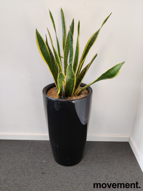 Solgt!Grønn plante, Sansevieria - 3 / 3